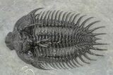 Spiny Comura Trilobite - Very Large Specimen #251441-2